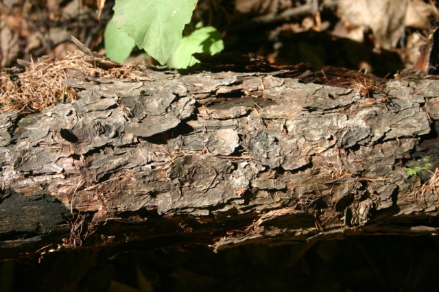 Pseudomerulius aureus? (Pseudomerulius aureus)